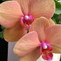 Орхідея (Phalaenopsis) "Apricot"