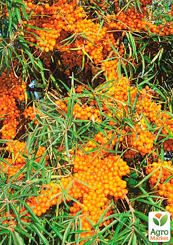 Облепиха "Медовая" (мальчик+девочка) комплект 2шт (средний срок созревания) - фото 4