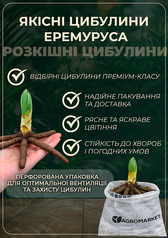 Эремурус "Rexona" 1шт в упаковке - фото 2