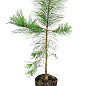 Сосна Орегонская (Рinus ponderosa) С10, высота 100-130см
