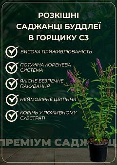 Буддлея Давида "Adonis Blue" С3, высота 20-40см2