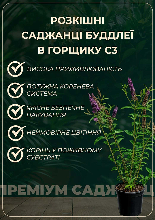 Буддлея Давида "Adonis Blue" С3, висота 20-40см