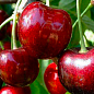 Черешня "Саміт" (літній сорт, середній термін дозрівання)