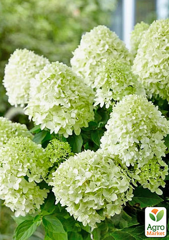 Гортензия метельчатая 3-х летняя "Little Spooky" - фото 4