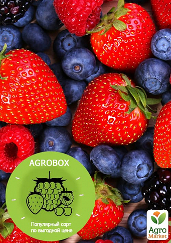 Ексклюзив! AGROBOX з саджанцем найсмачніше ягоди на планеті