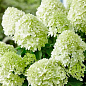 Гортензия метельчатая 3-х летняя "Little Spooky"