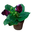 Глоксінія "Violacea" висота 20см