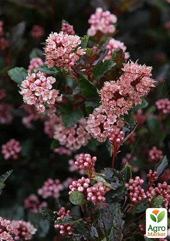 Пухироплідник калинолистний "Little Devil" вазон Р9 - фото 3