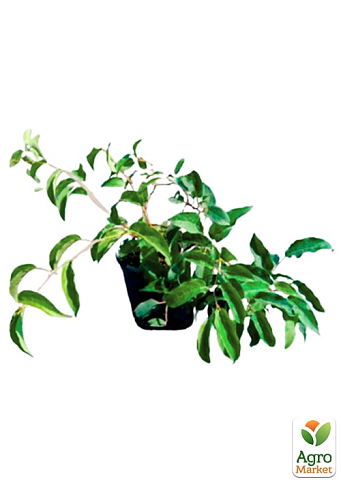 Актинидия 2-х летняя аргута "Сентябрьская" (мини-киви, морозостойкий сорт) вазон С1 - фото 7