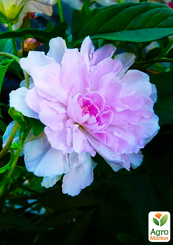 Калістегія махрова кучерява (Calystegia hederacea Flore Pleno)