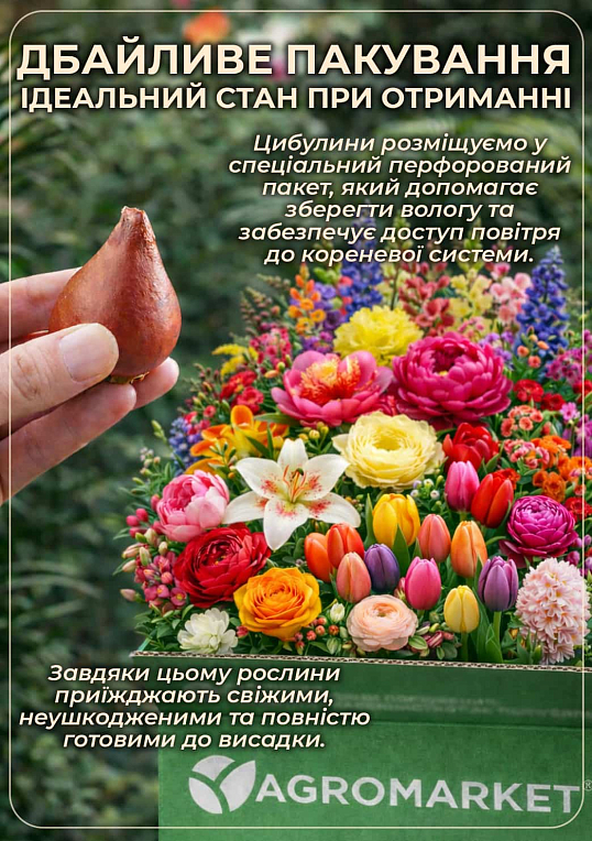 Лилия комнатная "Salinero" высота 30-40см - фото 3