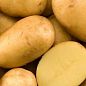 Насіннєвий середньостиглий картопля "Каррера" (на варіння, 1 репродукція) 3 кг