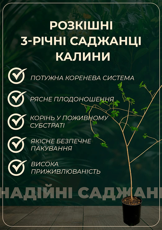 Калина 3-х річна червона (висота 1,4-1,6 м)