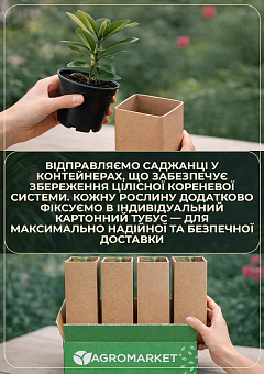 Рододендрон "Pearce's American Beauty" вазон Р919