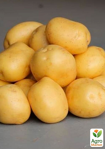 Картопля "Констанс" насіннєва рання (1 репродукція) 1кг - фото 4