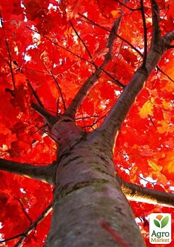 Дуб ярко-красный "Quercus rubra" (устойчив к вредителям и болезням) - фото 4