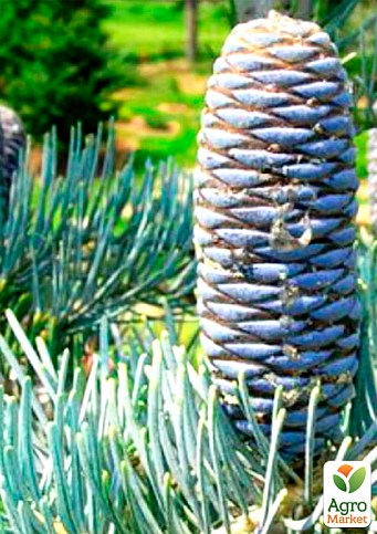 Пихта Калифорнийская Голубая (Abies concolor glauca) горшок P9 - фото 2