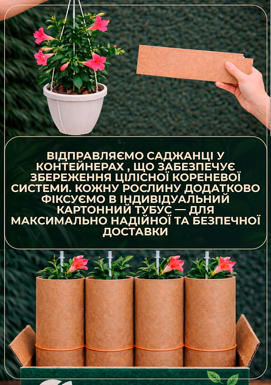 Дипладенія 2-х річна (Mandevilla) "Velvet Red" (висота 40-50см, підвісний вазон) - фото 3