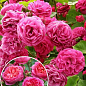 Роза английская плетистая "Розовый Лед" (саженец класса АА+) высший сорт