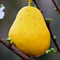 Эксклюзив! Груша желто-золотистая "Сладкий аромат" (Sweet aroma) (французская селекция, премиальный высокоурожайный сорт) цена