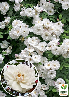 Роза плетистая "Venusta Pendula" (саженец класса АА+) высший сорт2