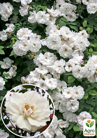 Роза плетистая "Venusta Pendula" (саженец класса АА+) высший сорт