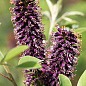 Аморфа кустарниковая (прекрасный медонос и пыльценос), Р9 купить