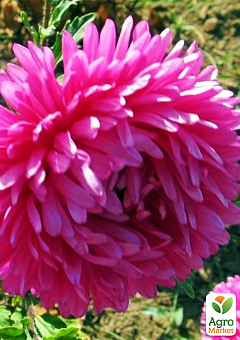 Айстра крупноквіткова "Зімберга троянда" рожева (у банці) ТМ "Весна Органік" 4г2