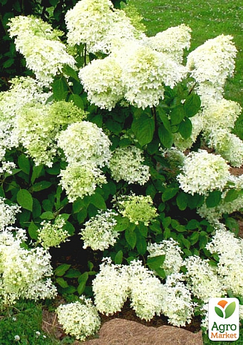 Гортензия метельчатая "Dentelle de Gorron" (контейнер P9) - фото 3