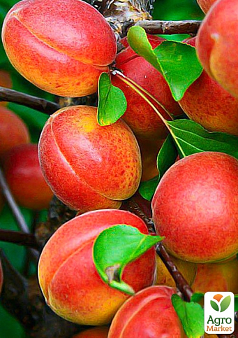 Абрикос "Син Краснощокого" (літній сорт, середній термін дозрівання)