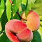Инжирный персик "Плейн Сильвер" (инжирный, средне-поздний срок созревания)