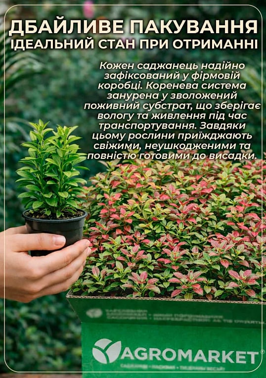 Бересклет Форчун "Emeral Gaiety" - фото 4