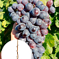 Виноград кишмиш "Пандора" (укорененный саженец в контейнере)