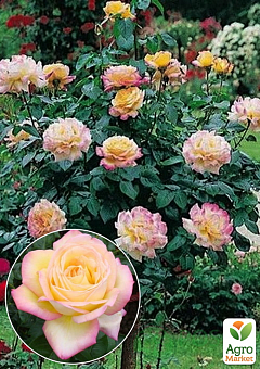 Роза штамбовая "Gloria Dei" (саженец класса АА+) высший сорт1