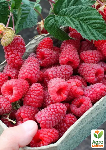 Малина ремонтантна «Маргарита» (великоплідна, рання, транспортабельна сорт) - фото 3