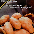 Картопля "Краса" ТМ "Агромакс" 0.01г