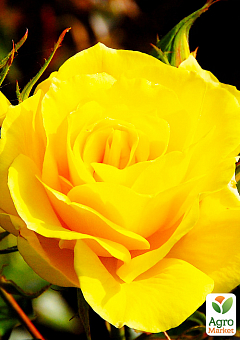 Троянда чайно-гібридна Мохана (саджанець класу АА+) вищий сорт1