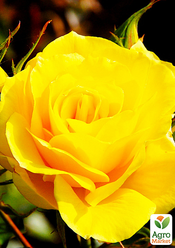 Роза чайно-гибридная "Мохана" (саженец класса АА+) высший сорт