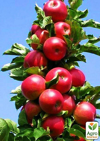 Яблуня колоновидна "Джин" (зимовий сорт, пізній термін дозрівання)