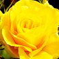 Троянда чайно-гібридна Мохана (саджанець класу АА+) вищий сорт