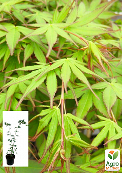 Клен 3-х річний японський пальмолистний «Катсура» (Acer palmatum Katsura) S3, висота 60-80см1