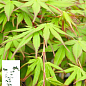 Клен 3-х летний японский пальмолистный "Катсура" (Аcer palmatum Katsura) С3, высота 60-80см