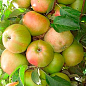 Яблуня колоновидна "Янтарне намисто" купить