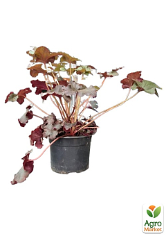 Гейхера (Heuchera) "Black Taffeta" С1 (высота 15-30см)5