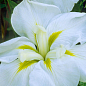 Ірис мечоподібний японський (Iris ensata) "White Ladies"