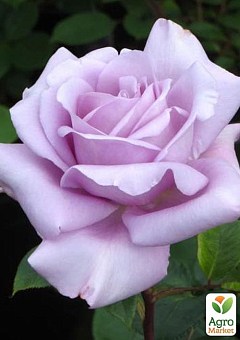 Роза плетистая голубая с розовым оттенком и блестящей листвой "Кэтти" (Kathy) (саженец класса АА+)2