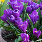 Крокус крупноцветковый "Flower Record" укорененный