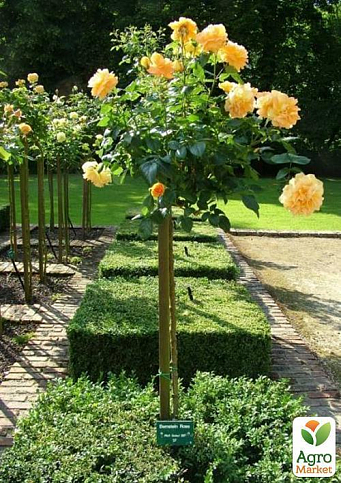 Роза штамбовая "Landora" (саженец класса АА+) высший сорт - фото 4