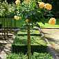 Троянда штамбова "Landora" (саджанець класу АА +) вищий сорт