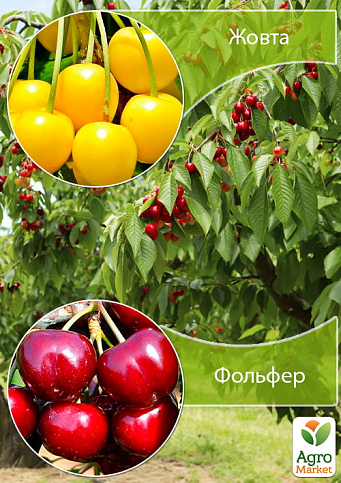 Дерево-сад Вишня "Жовта" + Черешня "Фольфер"